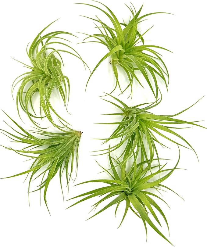 Live Air Plants - Tillandsia Geminiflora 3-6" - 5ct – ragnaroc Live Indoor Plant - Live Arrival Guaranteed - House Plants for Home Decor & Gift