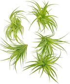 Live Air Plants - Tillandsia Geminiflora 3-6" - 5ct – ragnaroc Live Indoor Plant - Live Arrival Guaranteed - House Plants for Home Decor & Gift