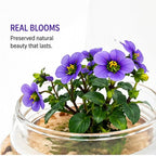 Persian Violet Terrarium, Elegant Live Flowering Plant Gift, Continuous Blooming, Self-Growing, No-Watering, Zero-Maintenance Indoor Glass Décor