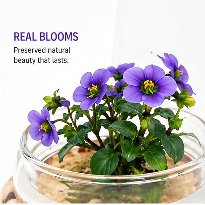 Persian Violet Terrarium, Elegant Live Flowering Plant Gift, Continuous Blooming, Self-Growing, No-Watering, Zero-Maintenance Indoor Glass Décor