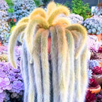 Trailing Monkey Tail Cactus Live Plant, Rare Cactus Live Succulents Plant Live Rooted, 3-6 Inch Tall Bareroot