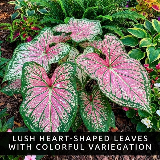 Spicy Lizard Caladium Bulbs for Planting – Colorful Tropical Foliage Plants – Shade Loving Indoor Houseplants for Containers, Patio & Garden Decor (10 Bulbs)
