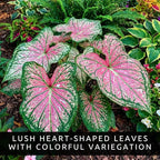 Two Spicy Lizard Caladium Bulbs for Planting – Colorful Tropical Foliage Plants – Shade Loving Indoor Houseplants for Containers, Patio & Garden Decor (2 Bulbs)