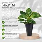 Philodendron Collection (4 Pack) - Birkin, White Princess, Pink Princess, Gloriosum-Rare Variegated Indoor Houseplants, Tropical Plants Live, Live Plants