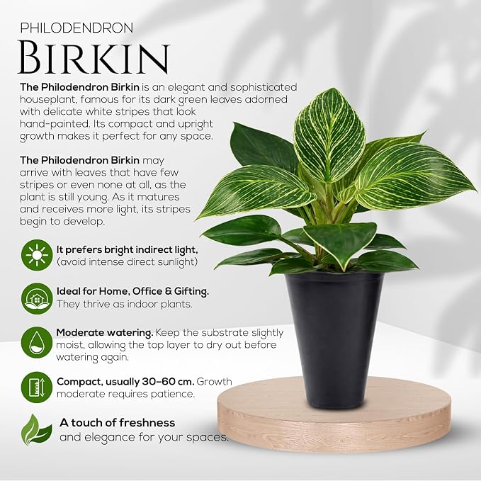 Philodendron Birkin Plant (4 Pack) Live Starter Plug Plants, Variegated Indoor Houseplants, Tropical Philodendron Plants Live, Easy Care Houseplants, White Striped Foliage Plants for Indoor Growing