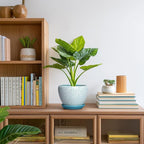 Ceramic Plant Pot - 6 Inch Indoor Planters for Succulent Plants, Round Decorative Flower Pot with Drainage Hole and Saucer, Small Plant Pots, Room Decor, Gifts for Gardeners, Crackle Blue