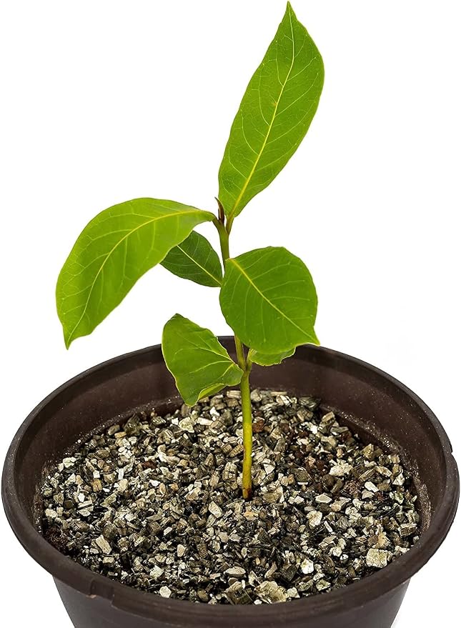 Horticultural Organic Vermiculite by GARDENERA - (Made in Ukraine) - Medium Grade - Natural Soil Additive for Potted Plants, Orchids, Hydroponics, Terrariums (2 Quart)