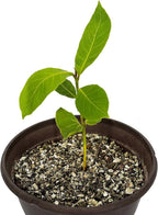 Horticultural Organic Vermiculite by GARDENERA - (Made in Ukraine) - Medium Grade - Natural Soil Additive for Potted Plants, Orchids, Hydroponics, Terrariums (1 Quart)