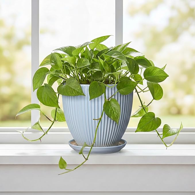 Ceramic Flower Pots, 6 Inch Plant Pot for Indoor Plants, Modern Ceramic Planter with Drainage Hole and Saucer, Small Orchid Pots, Home Decor, Gifts for Plant Lovers Women Men, Light Blue