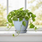 Ceramic Flower Pots, 6 Inch Plant Pot for Indoor Plants, Modern Ceramic Planter with Drainage Hole and Saucer, Small Orchid Pots, Home Decor, Gifts for Plant Lovers Women Men, Light Blue