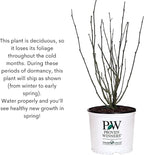 Proven Winners 2 Gal. White Pillar Rose of Sharon (Hibiscus) Shrub