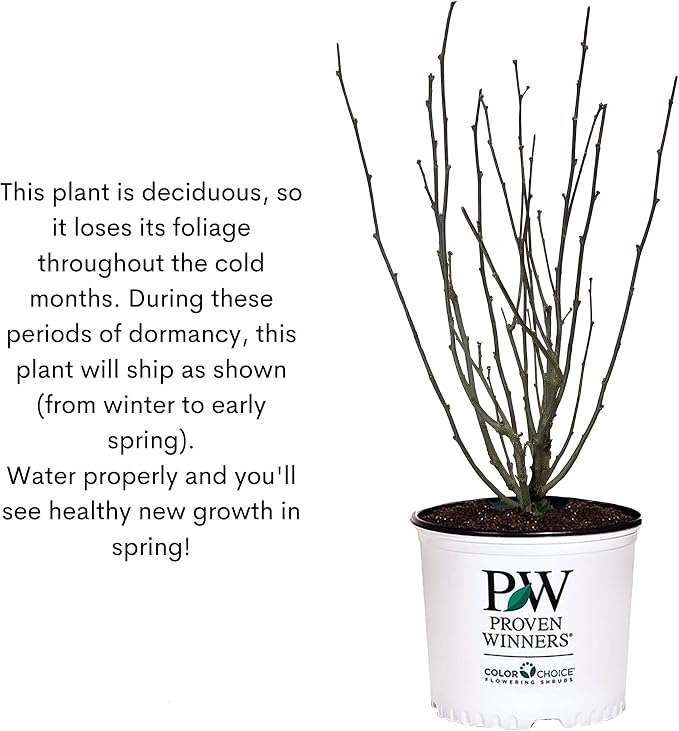 Proven Winners 2 Gal. Blue Chiffon Rose of Sharon (Hibiscus) Shrub
