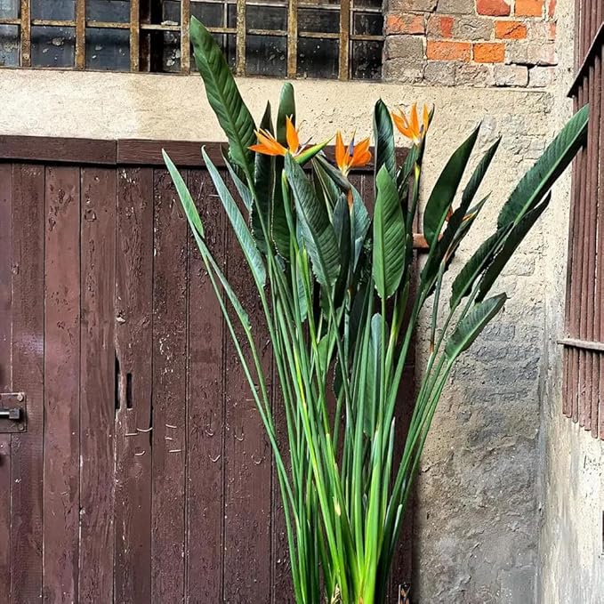 Bird of Paradise - Orange - Strelitzia Reginae. (4 Orange BoP in Sac)