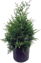 Live Plant Thuja-X Green Giant Evergreen Tree (Western Arborvitae), 3-Gallon Fully Potted Plant from Green Promise Farms