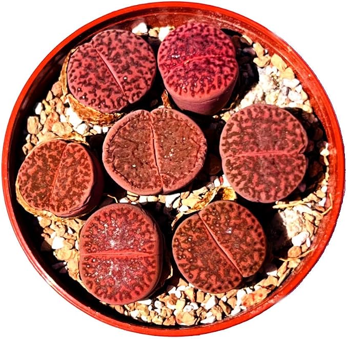 One Lithops Bromfieldii Glaudinae 'Ember' Rare Purple Succulent Plant - Sold Individually (Medium)