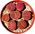 One Lithops Bromfieldii Glaudinae 'Ember' Rare Purple Succulent Plant - Sold Individually (Medium)