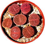 One Lithops Bromfieldii Glaudinae 'Ember' Rare Purple Succulent Plant - Sold Individually (Medium)