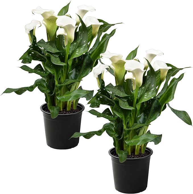 Live Flowering Calla Lily (2 Plants Per Pack) - White, 3+ Blooms - Beautiful Spring Perennial - 12" Tall by 5" Wide in 1 Qt Pot