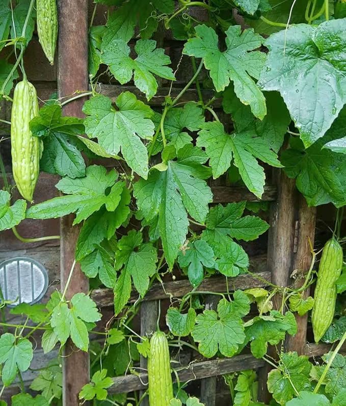 HipGirl Authentic Asian Gourmet Seed Bundle: Green Perilla Shiso (200ct) & Smooth Skin Bitter Melon (10-12ct) | Non-GMO Heirloom Seeds for Summer Gardening, Trellis, & Hydroponics
