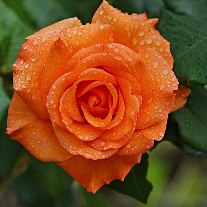 100+ Rare Rose Seeds Mixed Colors Flowers Garden Planting