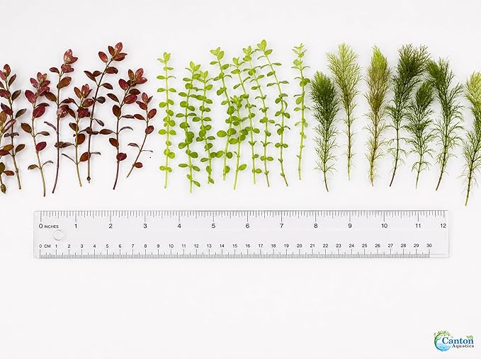 Live Freshwater Aquarium Plant Bundle Mixed Stem Plants for Fish Tanks