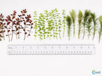 Live Freshwater Aquarium Plant Bundle Mixed Stem Plants for Fish Tanks