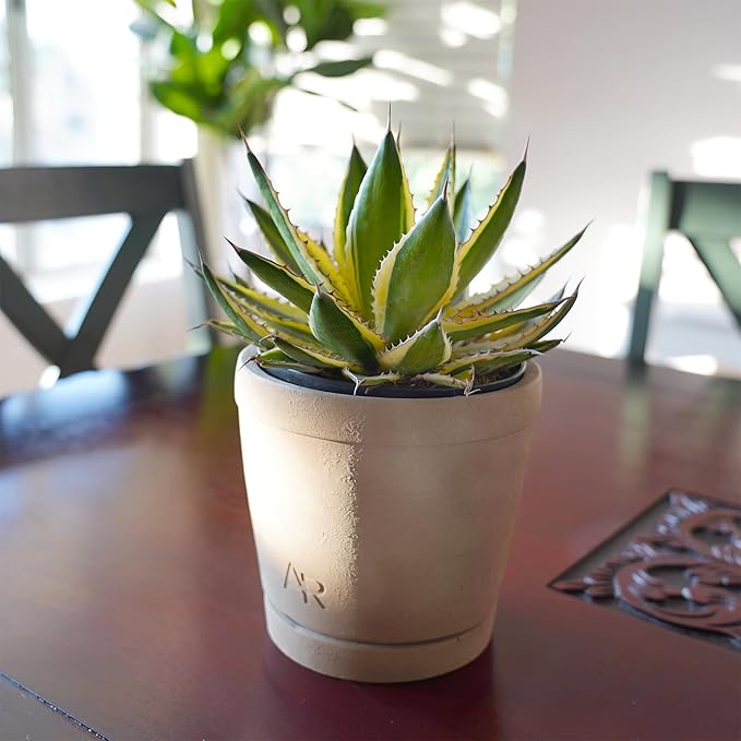 Altman Plants lophantha Quadricolor Agave Plant, Exotic Succulent, Live Plant Decor, Exotic Plants & Rare Plants, Real Plants Live Succulents Plants Live Houseplants, Rare Succulent Plants Live Plants