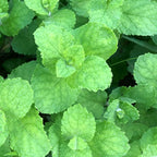 Organic Apple Mint Live Plant, (Mentha suavolens) in 2.5 inch Pot.