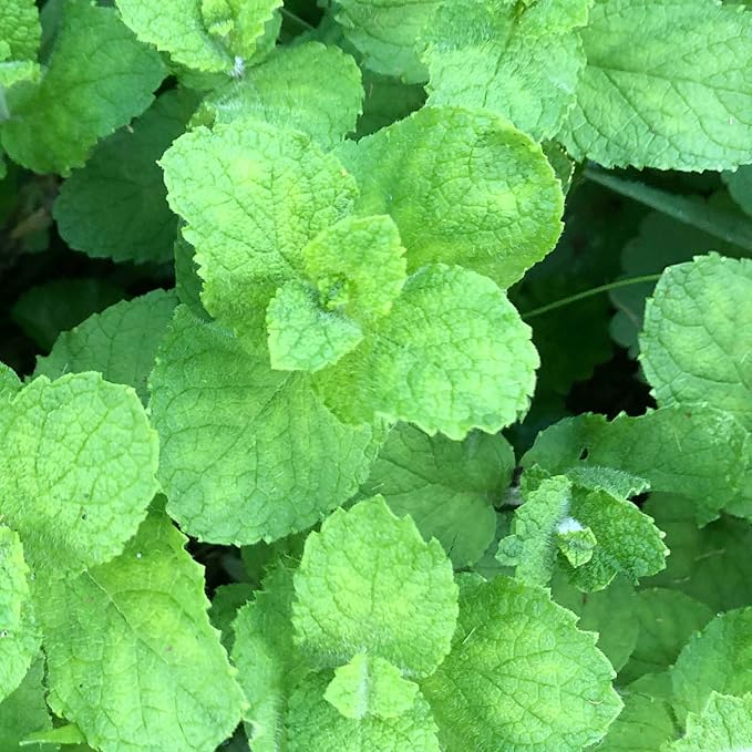 Organic Apple Mint Live Plant, (Mentha suavolens) in 2.5 inch Pot.
