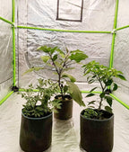 HORTIPOTS Fabric Pots 3 Gallon Non So Floppy Air Pruning Smart Grow Bags Black Gray (Pack of 10)