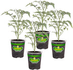 Bonnie Plants Super Sweet 100 Cherry Tomato, Live Plants, 19.3 oz (4-Pack)