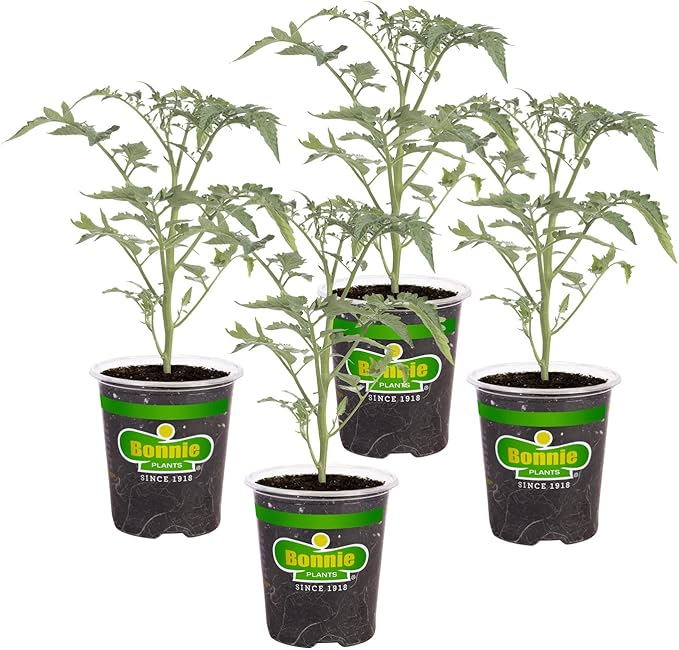 Bonnie Plants Super Sweet 100 Cherry Tomato, Live Plants, 19.3 oz (4-Pack)