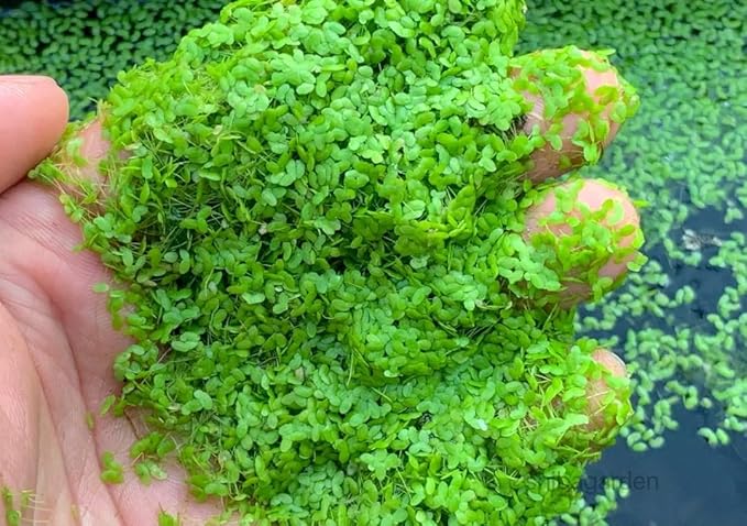 Shiba Garden-Duckweed(Lemna Minor,duckweeds, Water Lentils, or Water Lenses,Aquarium Live Floating.) (4, 2"x2")