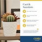 Costa Farms Mini Succulent Live Plant, Easy to Grow Echeveria Succulent in Cute Pot, Tabletop Succulents Room Decor, Housewarming, 4-Inches Tall | Valentines Day Gift | Valentines Day Decoration