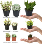 Assorted Succulents Mimicry Collection, 2.5" 8 Pack