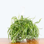 Hanging Curly Spider Plant Live in 4 Inch Pot | Bonnie Spider Plant | Air-Purifying | Low Maintenance | Perfect for Home and Office Decor | Easy Care Starter Plants