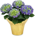 Live Flowering Hydrangea - Shades of Blue, 5+ Beautiful Blooms, 1.5 Qt Pot with Deco Cover, 12" Tall by 8" Wide