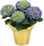 Live Flowering Hydrangea - Shades of Blue, 5+ Beautiful Blooms, 1.5 Qt Pot with Deco Cover, 12" Tall by 8" Wide