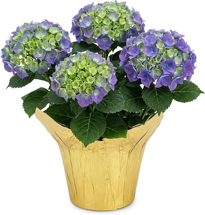 Live Flowering Hydrangea - Shades of Blue, 5+ Beautiful Blooms, 1.5 Qt Pot with Deco Cover, 12" Tall by 8" Wide