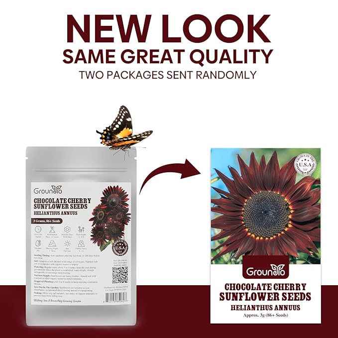 Groundio Chocolate Cherry Sunflower Seeds, 6-8 FT Giant Burgundy Black Sunflower, 80+ Helianthus Annuus Seeds, Non-GMO | Heirloom | High Germination | Attracts Pollinators