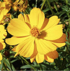 Gold Crest Cosmos - Long Blooming Season - 2 to 3 Feet Tall