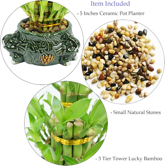 Athena’s Garden Lucky Bamboo Indoor Live Plant 3 Tier Tower Fresh Plant in Ceramic Planter (Elephant)