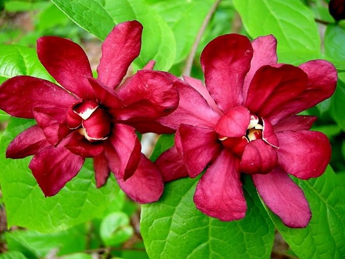 5 Carolina Allspice Bushes (Sweet Shrubs) - 12-18" Tall Live Plants - Fragrant Flowers - Hedge Seedlings - Calycanthus floridus