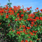 Fragrant Orange Honeysuckle Plants Live Vines, Perennial Lonicera Tecoma Honeysuckle Plants, 5 to 9 Inches Tall