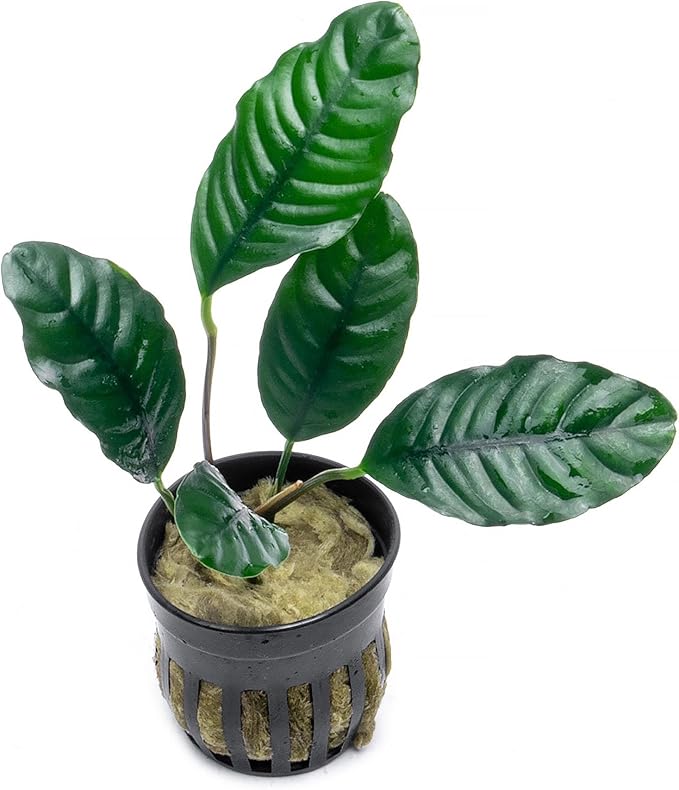 SubstrateSource Anubias Live Aquarium Plants - Potted Freshwater Plant for Fish Tanks, Terrariums - Beginner Friendly Low Light (Barteri Coffeefolia, 1 Pot)