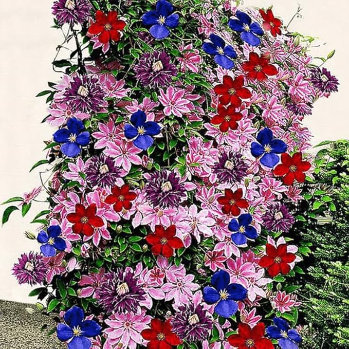 Clematis Vine Plants Live in Pot, 8 Months Old Seedlings Climbing Flowering, Outdoor Trellis Fences, Cold Hardy (Random Clematis)