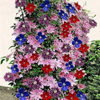 Clematis Vine Plants Live in Pot, 8 Months Old Seedlings Climbing Flowering, Outdoor Trellis Fences, Cold Hardy (Random Clematis)