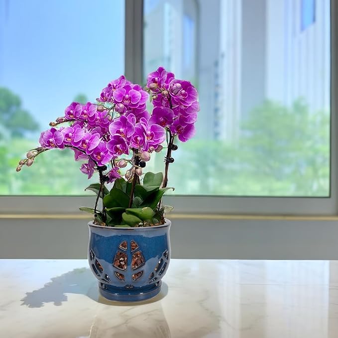 W&W Orchid Pot with Holes and Saucer for Repotting, Blue, 6.5"