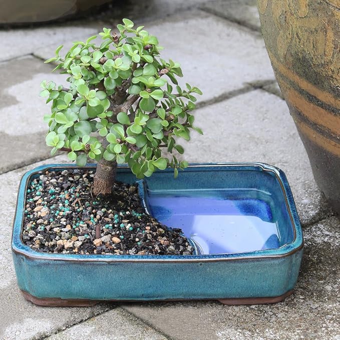 Brussel's Bonsai Live Dwarf Jade Bonsai Tree, Indoor - Medium, 4 Years Old, 8 to 12 Inches Tall - Jade Tree in Decorative Water Bonsai Pot