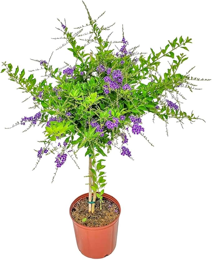Duranta Tree Live Plant - Purple Showers - Overall Height 36" to 42" - Tropical Plants of Florida (Plant in Growers Pot)